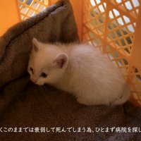 箱の中の子猫