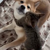 子猫が首に抱きついているカメラ目線の柴犬