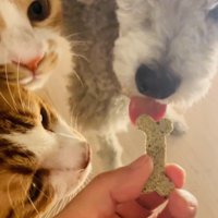 犬用おやつを食べる犬とその様子を見る2匹の茶白猫