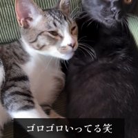 寄り添う2匹の猫