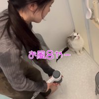 隅っこに逃げる猫