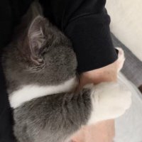 パパの腕に甘える猫
