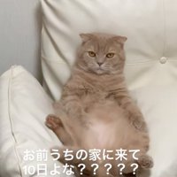 堂々とくつろぐ猫
