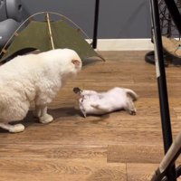 仰向けになって手足を動かす子猫