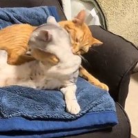 サバトラ猫を羽交い絞めにする茶トラ猫