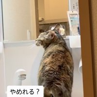洗面台に上がって歯ブラシに顔を擦り付ける猫