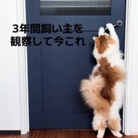 ドアノブを両方の前足で下げる猫