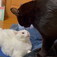 ケンカをしている2匹の猫