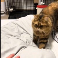 ベッドの上を歩いている猫