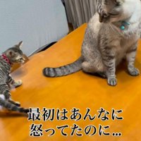 先住猫のしっぽをながめる子猫と、子猫を見つめ返す先住猫