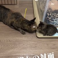 鼻と鼻をくっつける成猫と子猫
