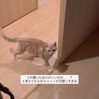 部屋の入口に立つ猫