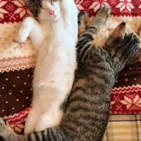 セクシーな寝方をする猫