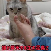 飼い主の方を見る猫