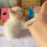 ミルクを飲む猫