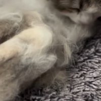 ブラッシングで抜けた猫の毛