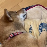 寝ている犬の顔