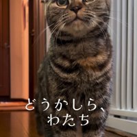 立っている猫
