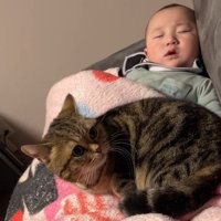 赤ちゃんの上に乗る猫