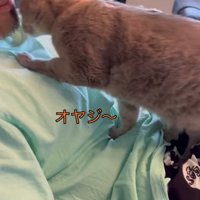 横になる飼い主の上半身の上を歩いている猫