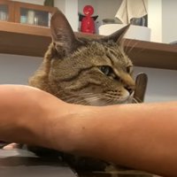 飼い主に甘える猫