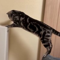 向こうを向く猫2