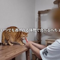 びびりながらおやつをたべる猫
