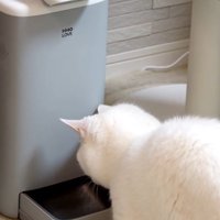 自動給餌器の前で待っている猫％