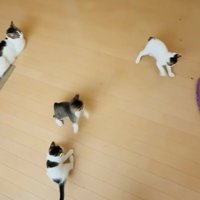 モップを追い掛ける3匹の子猫と見守る母猫