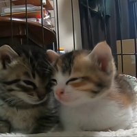 顔を寄せるふたり