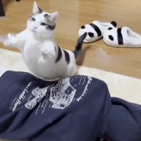 両前足を上げて