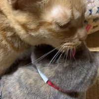サビ猫の顔を舐める茶色い猫