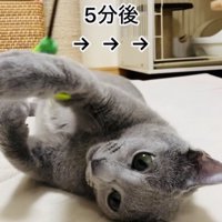 おもちゃで遊ぶロシアンブルー