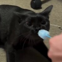 ねこじゃらしを咥えて瞳孔が開いている猫