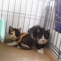 ケージの隅にいる子猫の兄妹