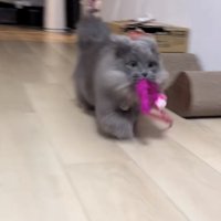 猫がおもちゃを咥えて走る写真