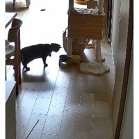 猫とごはん皿