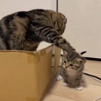 子猫に猫パンチする猫