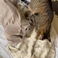 お布団がずれた赤ちゃんとお布団をなおす猫
