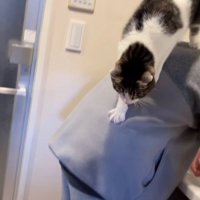 男の子の背中から降りる猫