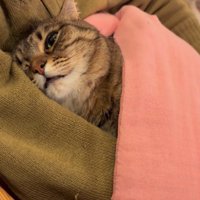 毛布をかけてもらった猫