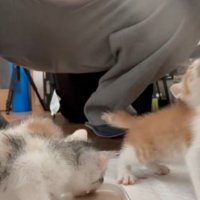 平皿から食べる子猫
