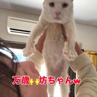 掲げられている猫