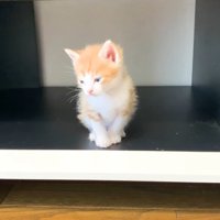 俯く子猫