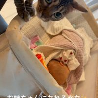 ベビーベッドに前足をかけて飼い主を見上げる猫