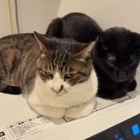 くつろぐ2匹の猫