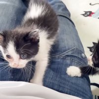 さらにのぼる白黒子猫