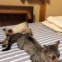 動くサバトラ猫のしっぽを追いかけるシャム猫