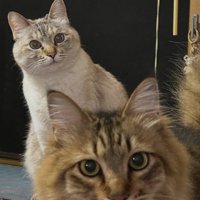 割り込んできた猫