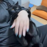 人の手を抱える猫